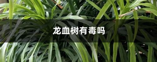 龙血树有毒吗