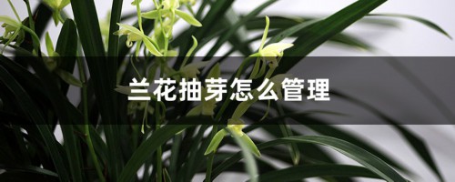 兰花抽芽怎么管理，怎样疏芽