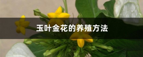 玉叶金花的养殖方法