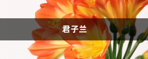 养“君子兰”，做好这4点，叶子巴掌大年年开出花！