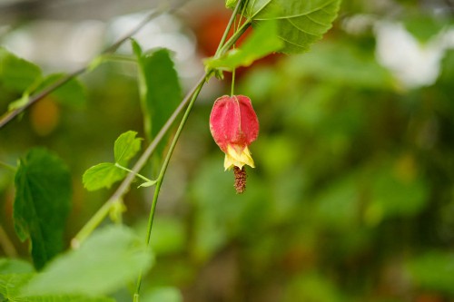 蔓性风铃花