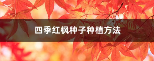 四季红枫种子种植方法和注意事项