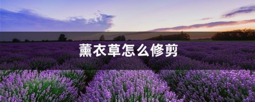 薰衣草怎么修剪