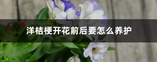 洋桔梗开花前后要怎么养护