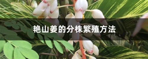 艳山姜的分株繁殖方法